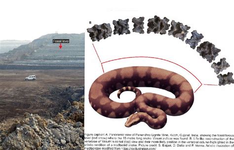 IIT Roorkee team finds giant ancient snake fossil in Gujarat