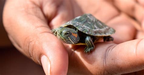 How To Care For Red Eared Slider Baby Turtles