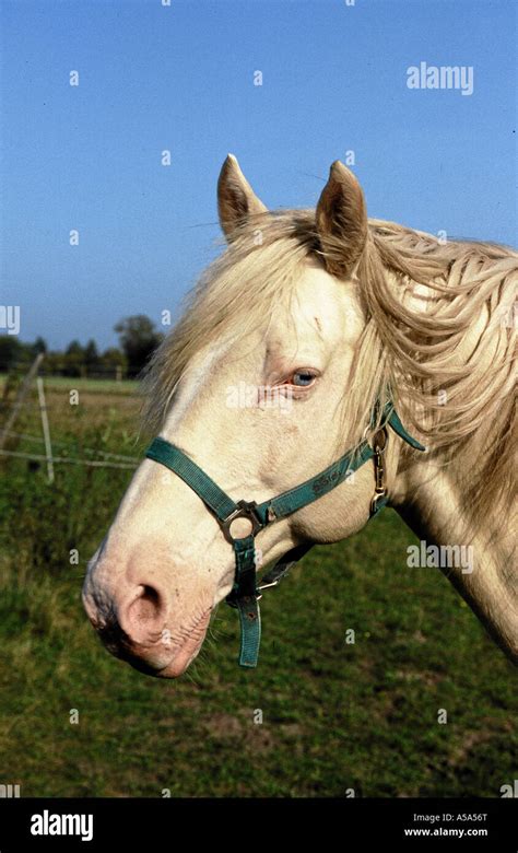 Cheval azteca Banque de photographies et dimages à haute résolution