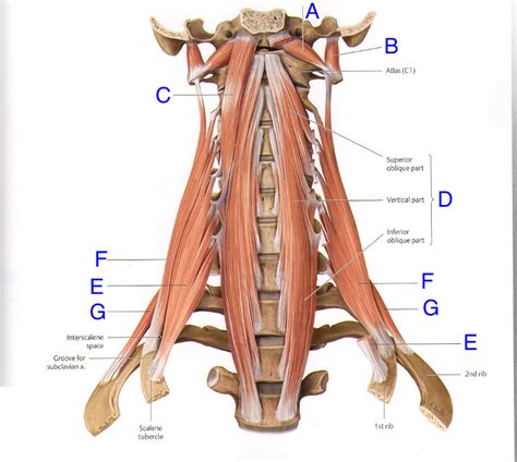 MYOLOGY Axial Muscles Vertebral Column Posterior Anterior Lateral