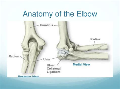 Ppt Elbow Injuries Powerpoint Presentation Free Download Id2188597