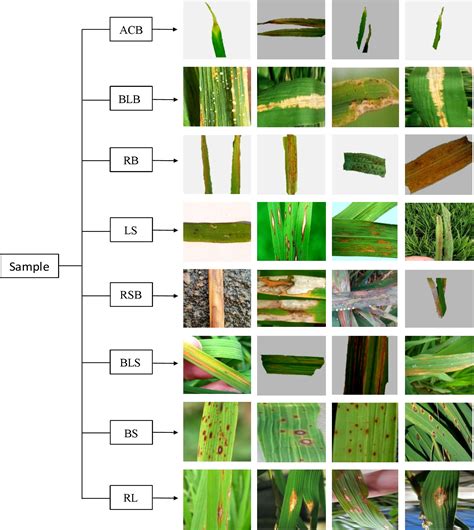 Frontiers Stacking Based And Improved Convolutional Neural Network A