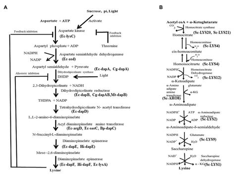 Frontiers Lysine Lysine Rich Serine And Serine Rich Proteins Link Between Metabolism