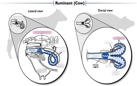 Cow Repro Anatomy Diagram | Quizlet