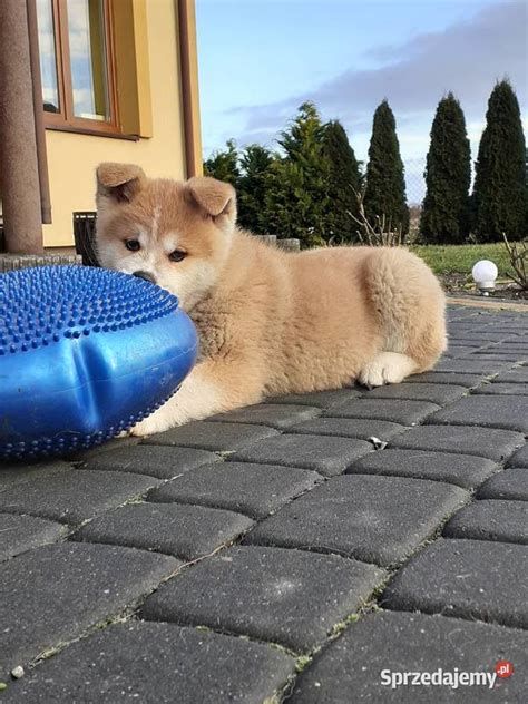 Śliczne Szczeniaki Akita Inu GOTOWE DO ODBIORU Sochaczew Sprzedajemy pl