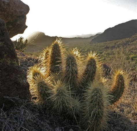 Sonnenuntergang Im Cholla Kaktus Garten Stockbild Bild Von Tageslicht