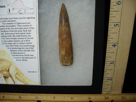 Large Authentic Spinosaurus Dinosaur Tooth 052423g The Stones