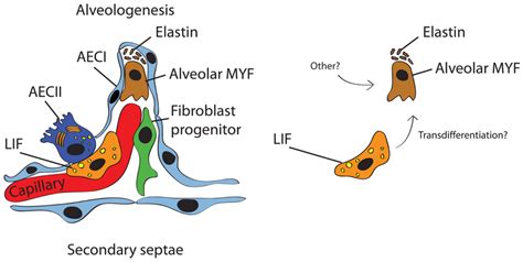 Interaction Between Type Ii Alveolar Epithelial Cells Aec Ii And