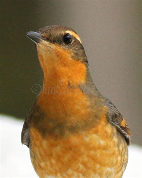 Varied Thrush - Window to Wildlife - Photography by Jim Edlhuber