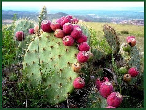 Prickly Pear Cactus Nopal” Benefits Gods Healing Plants