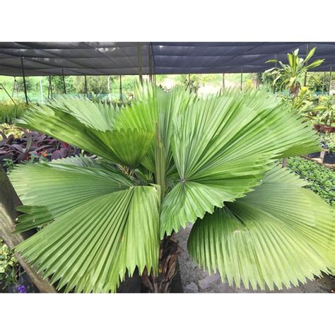 Buy Licuala Grandis Ruffled Fan Palm Guan Lee Heng Landscaping Pte Ltd