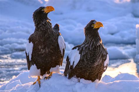 Hokkaido Winter Wildlife 8 Day Photography Tour - Adventure Hokkaido