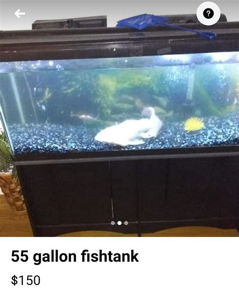 That Poor Fish Rshittyaquariums