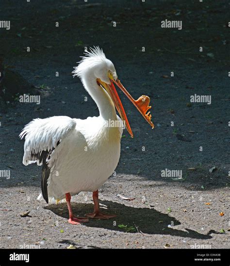 A white Pelican male seen in the breeding season Stock Photo - Alamy