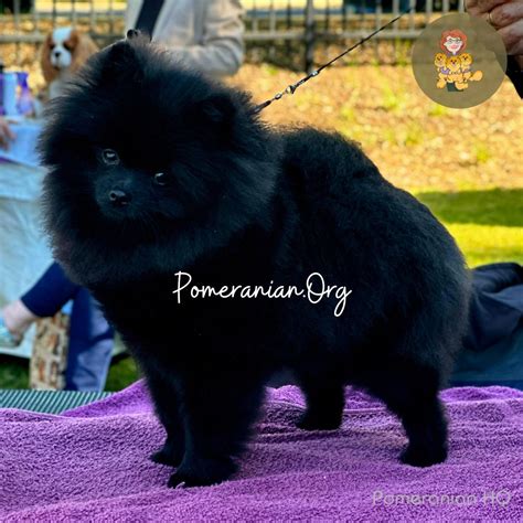 Pomeranian Patella Luxation Problem Information