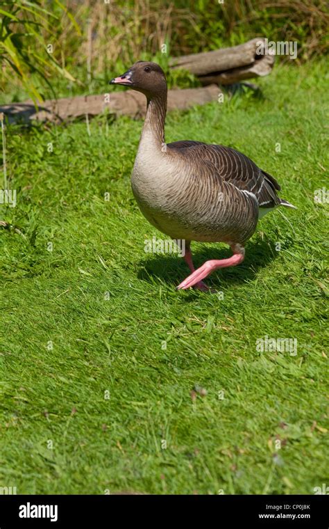 Goose stepping hi-res stock photography and images - Alamy