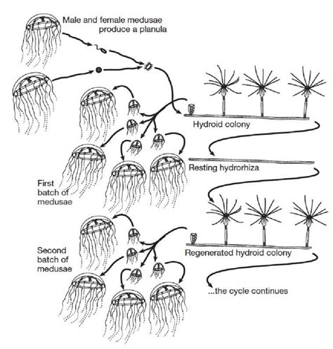 Life Cycle Of A Pelago Benthic Jellyfish After Boero Et Al 2008