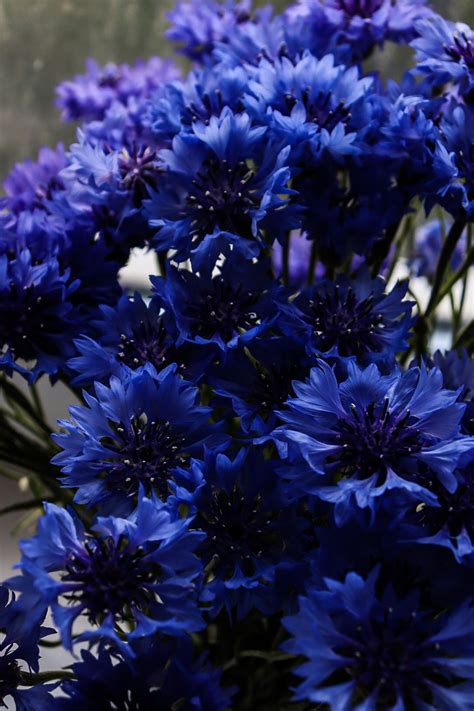 Blue Flowering Perennials 15 Easy To Grow Plants Artofit