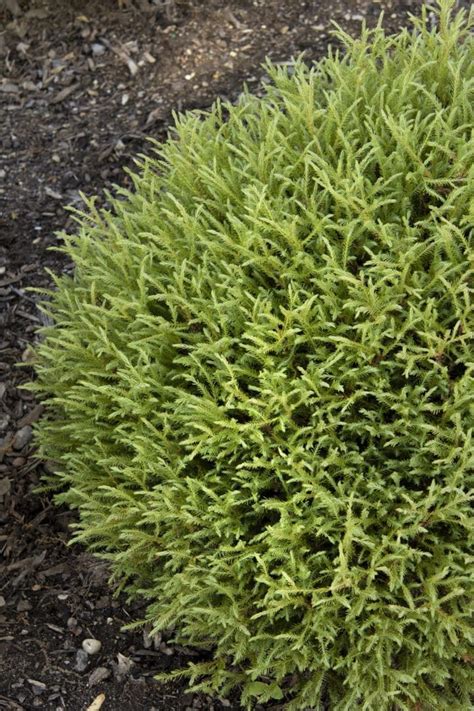 Mr Bowling Ball Arborvitae Pahls Market Apple Valley Mn