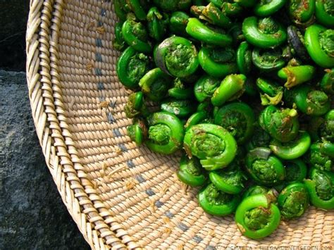 Delicious Ostrich And Cinnamon Fern Fiddleheads