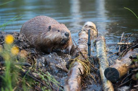 Castor déforestation 10 bonnes nouvelles pour la planète en 2024