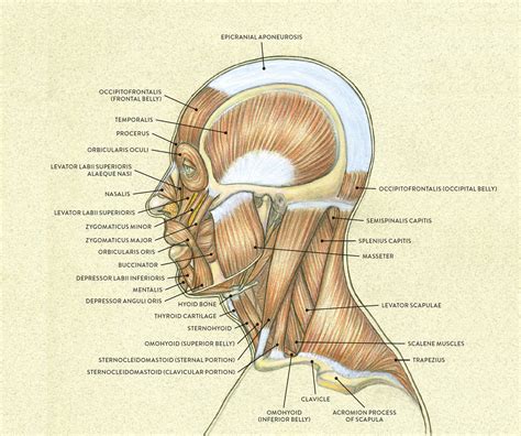 Anatomy Of Human Face And Neck Muscles Digital Art By Stocktrek Images Images