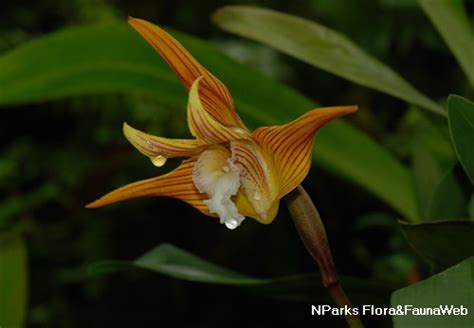 Nparks Maxillaria Striata