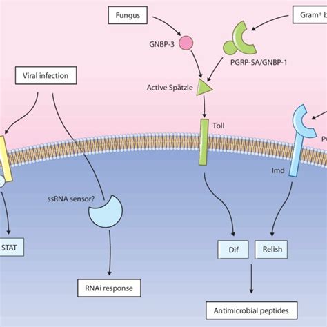 Plant Innate Immune Pathways Nonhost Specific Perception Of The