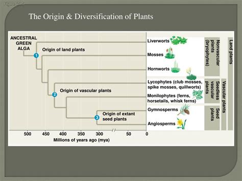 Ppt Kingdom Plantae Chapter Plant Diversity How Plants