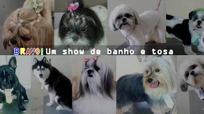 Bravo Pet Shop Em Aparecida De Goi Nia Go Latemia Net Br