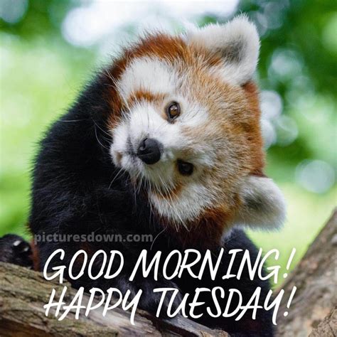 Good Morning Tuesday Funny Image Panda Picturesdown