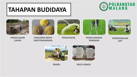 Budidaya Tanaman Pangan Ppt