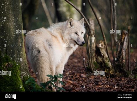 Arctic Wolf Canis Lupus Tundrarum Stock Photo Alamy