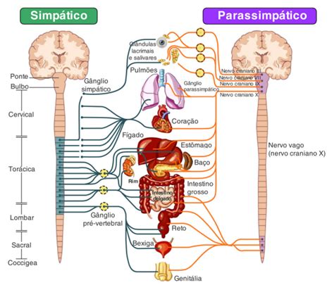 Anatomia Del Sistema Nervoso Autonomo