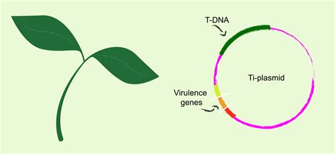 What is Plant Genetic Transformation? | GoldBio