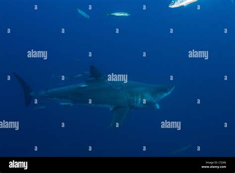 Male Great White Shark Jaw Flexing Guadalupe Island Mexico Stock