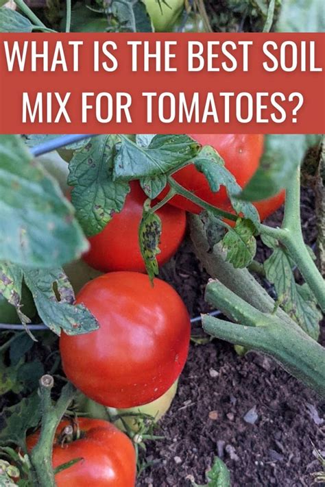 What Is The Best Soil Mix For Tomatoes