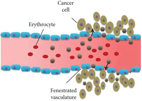 Schematic Illustration Of Tumor Targeting Nanoparticles A Passive Download Scientific