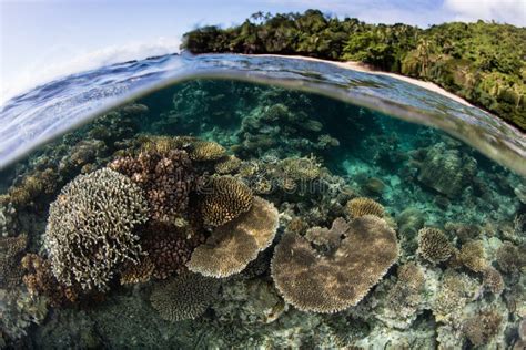 Fringing Reef And Arid Island Stock Image - Image of coral, beach: 45349847