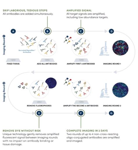 Cell Signaling Technology Leica Biosystems