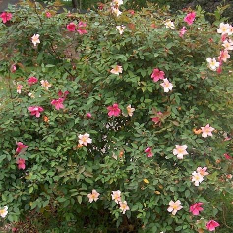 Rosa chinensis mutabilis – BroomGulf