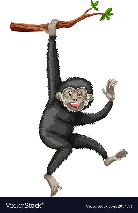 Gibbon Royalty Free Vector Image Vectorstock