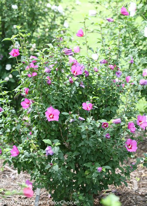 Lil Kim® Violet Rose Of Sharon Hibiscus Syriacus Proven Winners