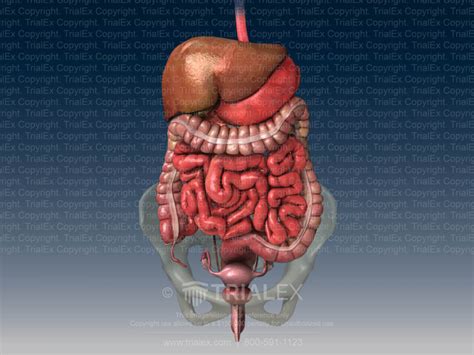 Female Abdominal Anatomy Trialquest Inc