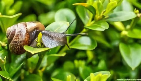 Cara Ampuh Mengusir Hama Siput Pada Tanaman Infarm