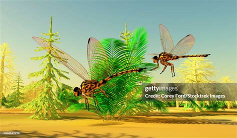 Meganeura Insects Of The Carboniferous Period High-Res Vector Graphic ...