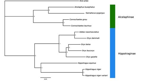 Bayesian phylogenetic tree of complete mitochondrial genomes of 12 ...