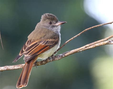 Rufous Tailed Flycatcher Myiarchus Validus · Inaturalist