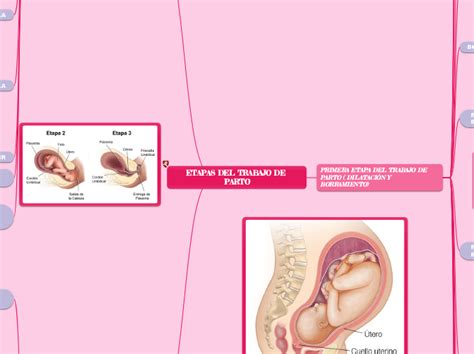 ETAPAS DEL TRABAJO DE PARTO Mind Map