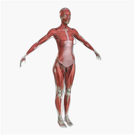 3d muscle anatomy medical edition